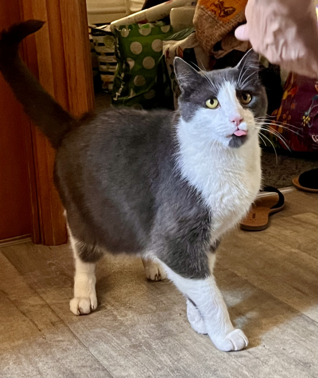 missing grey and white cat in Ceduna